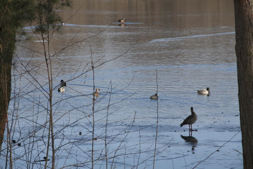 Villa Weissensee Potsdam Buitenkant foto